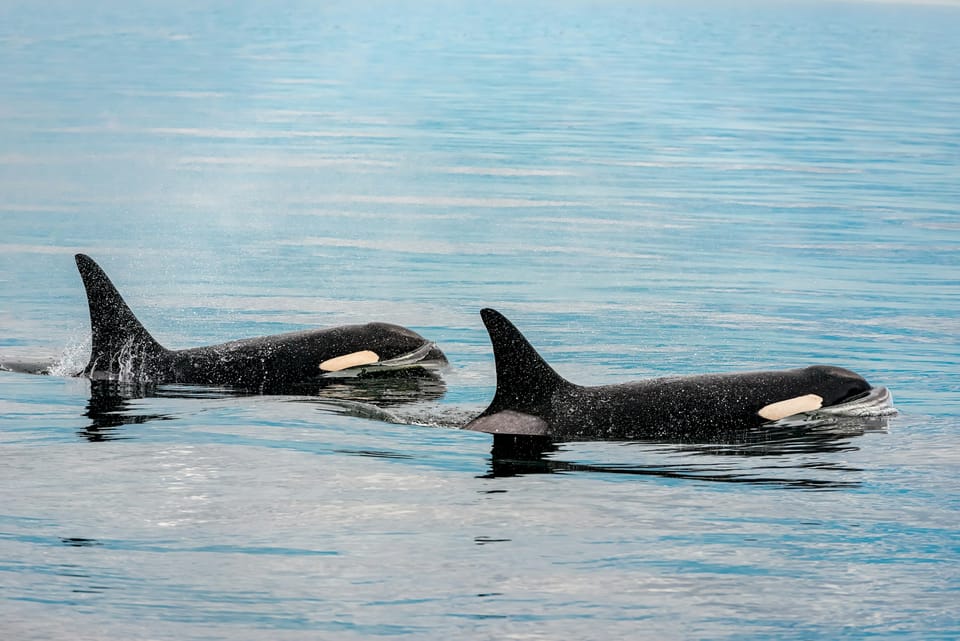 Orca Wants to Be the Workbench for Your Fleet of Coding Agents. Here's What Developers Say
